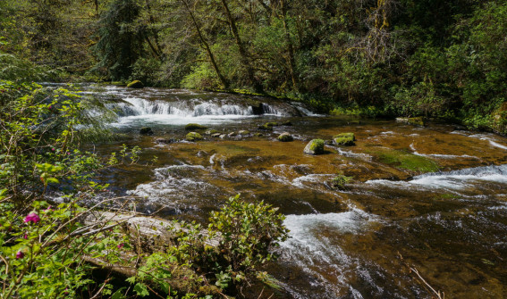 Creek View