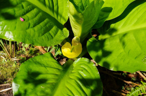 Skunk Cabbage